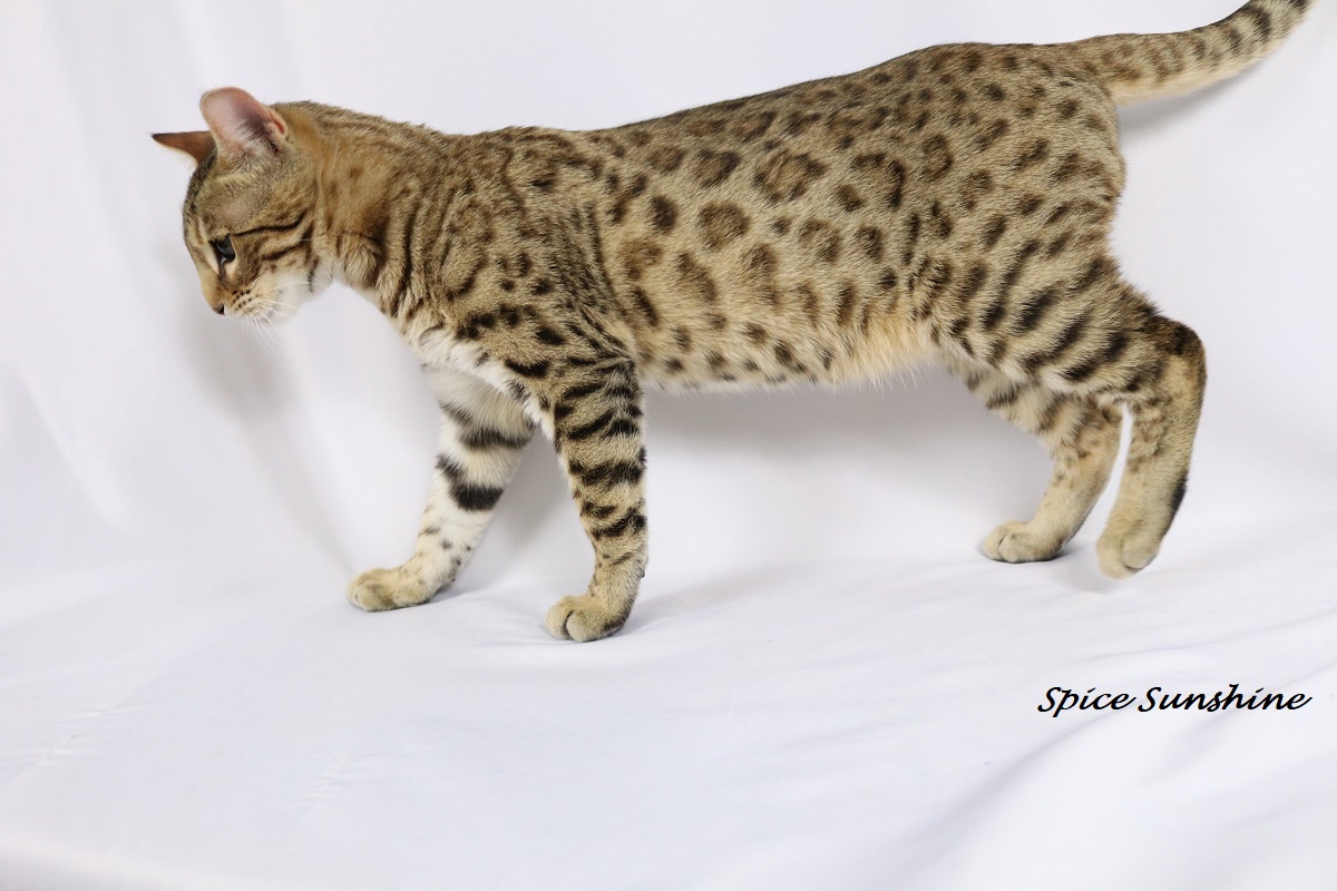 SPICE SUNSHINE, male bengal brown spotted
